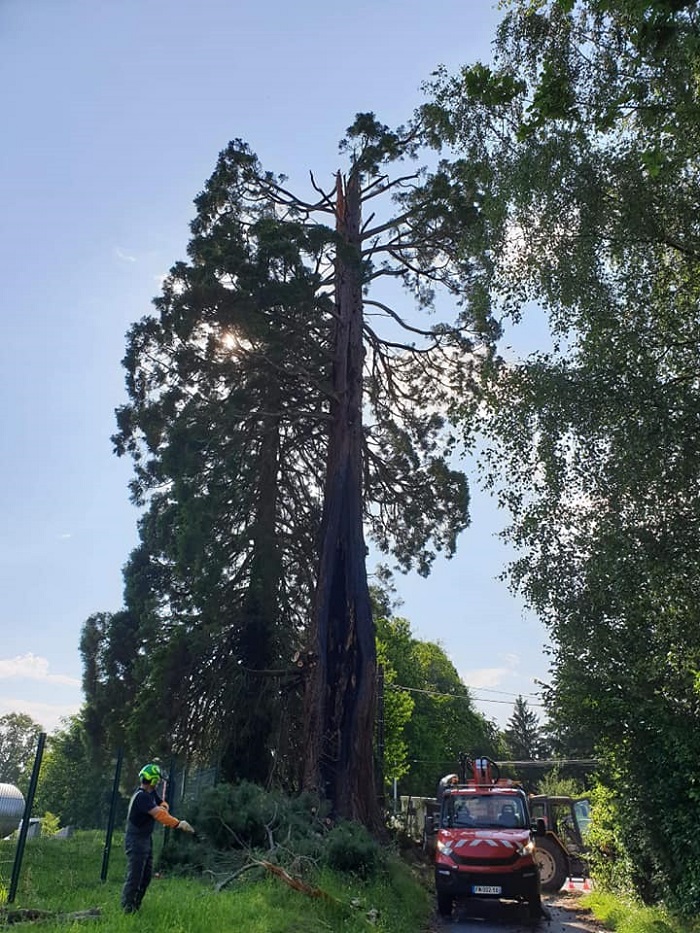 Séquoias géants à Oradour-sur-Vayres