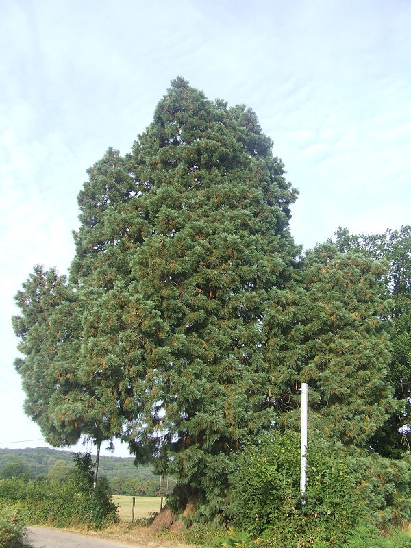 Séquoia géant à Rougnat