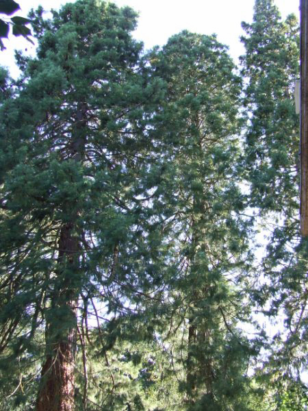 Six Ces six séquoias vivent en rangs relativement serrés