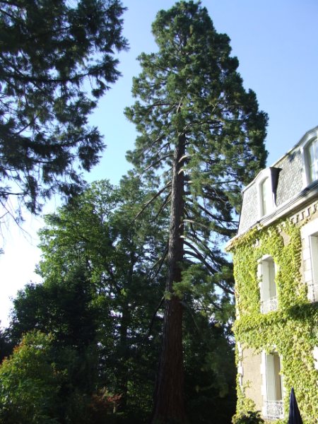 Séquoia très ornemental à Saint-Oradoux