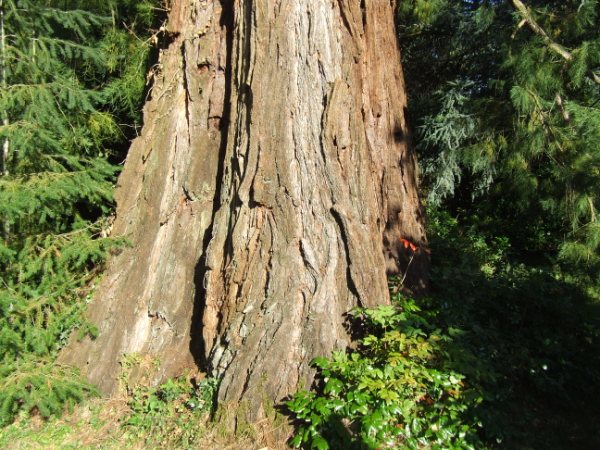 Base d'un des séquoias des Bussières