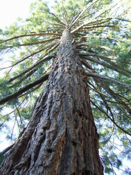 Jolie hauteur pour ce séquoia!