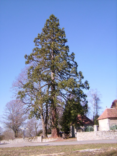 Séquoia géant à St Alpinien