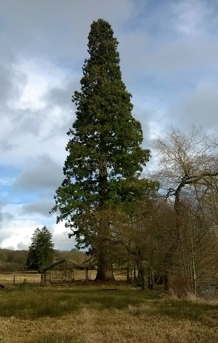 Séquoia géant à St Maixant