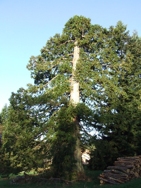 Séquoia géant à St Marc à Loubaud