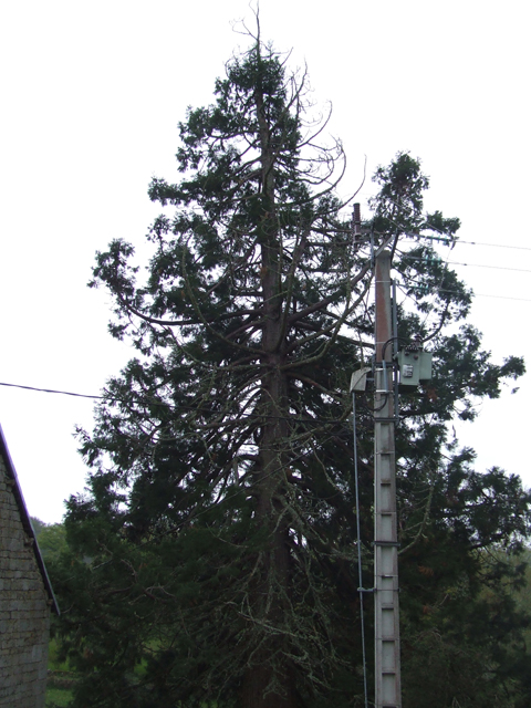 La foudre a frappé ce séquoia à plusieurs reprises.