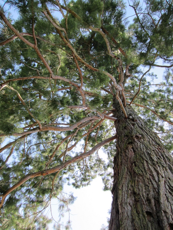 Séquoia géant à Ussel