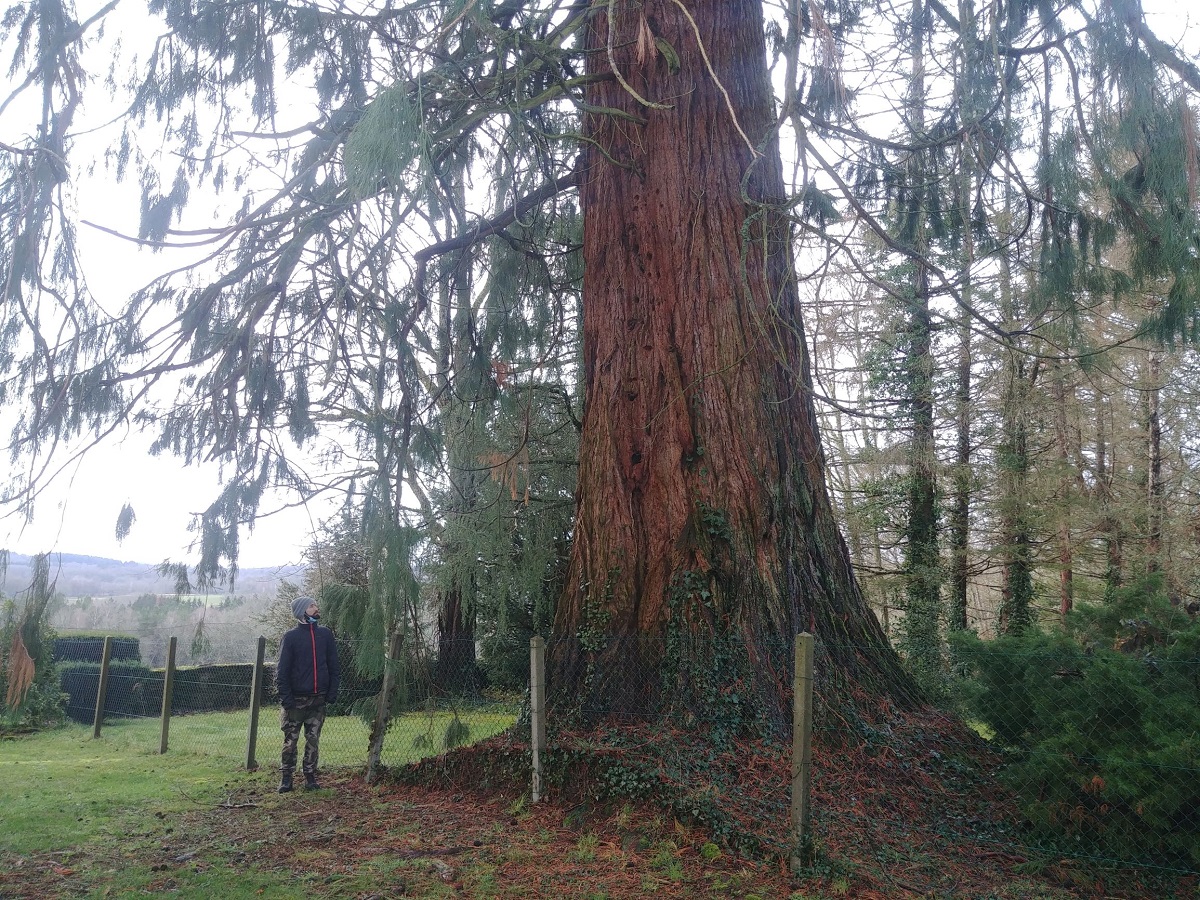 Séquoias géants à Vallière