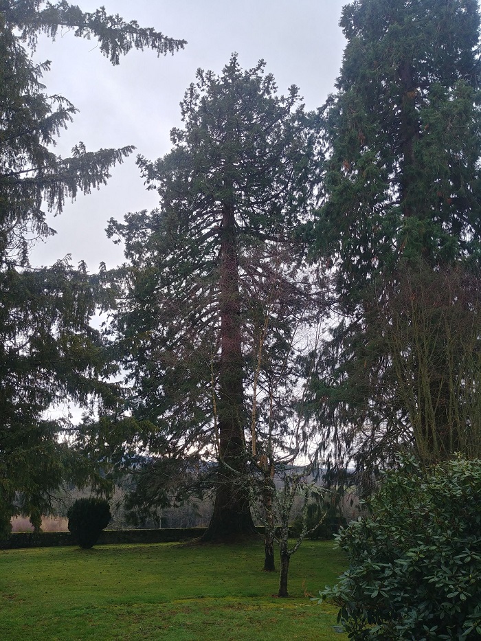 Séquoias géants à Vallière