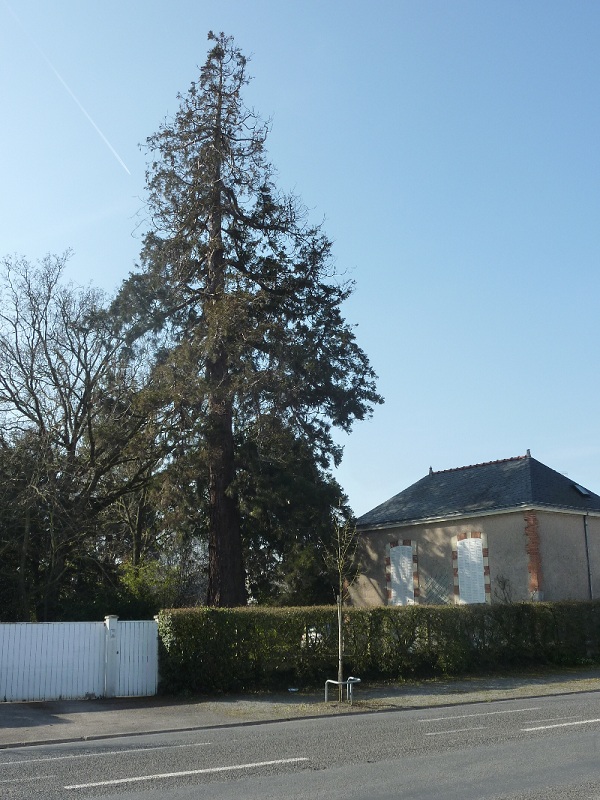 Séquoia géant à Ancenis