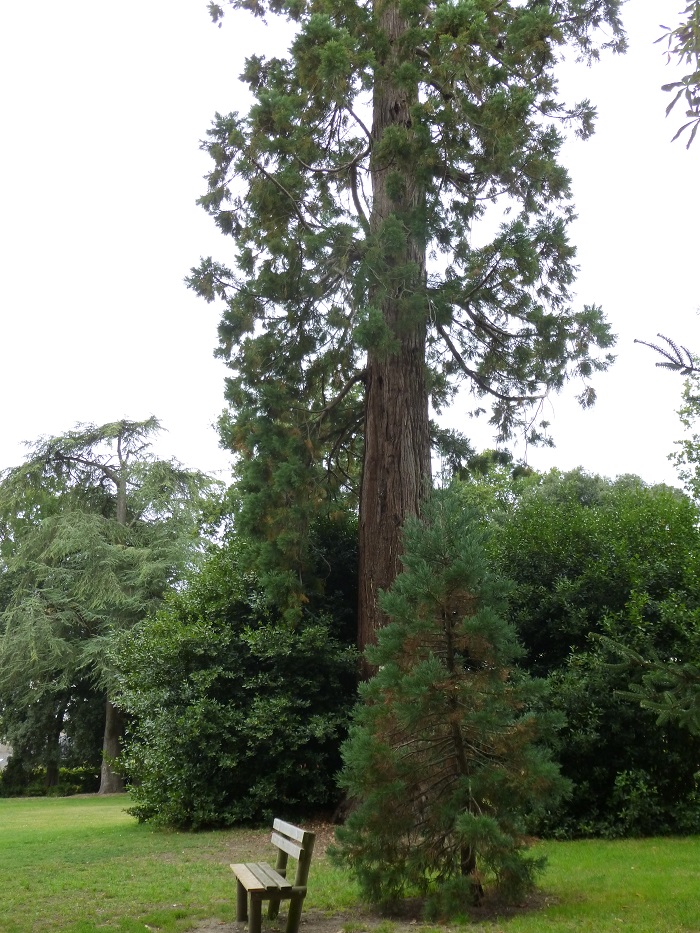 Séquoias géants à Andard