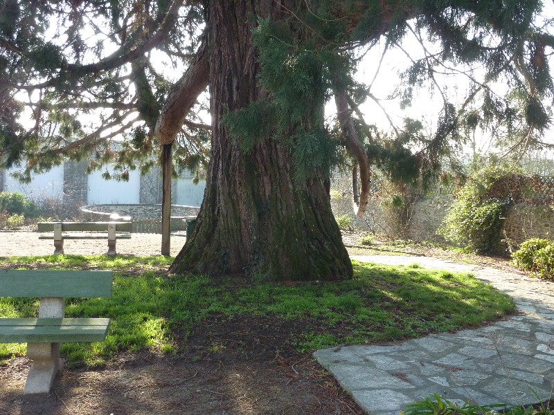 Séquoia géant à Anetz près de l'église
