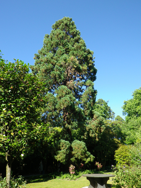 Séquoia géant à l'arboretum d'Angers
