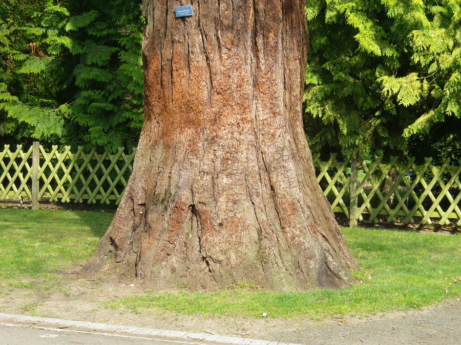 Séquoia géant à l'arboretum d'Angers