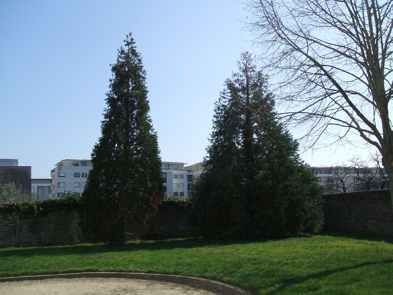 Séquoias géants square Chauvire à Angers
