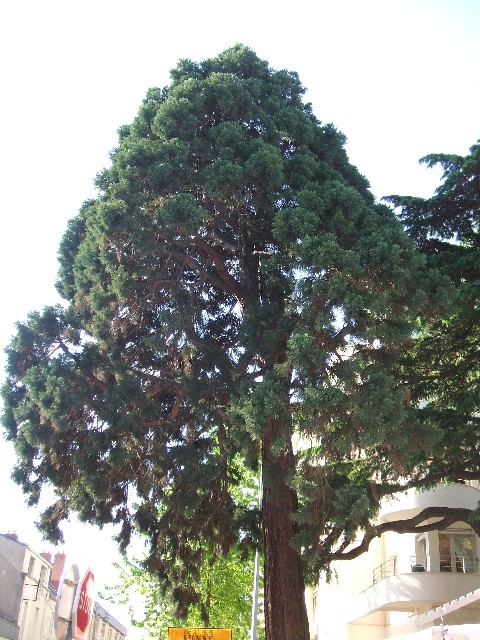 Séquoia géant place Lafayette