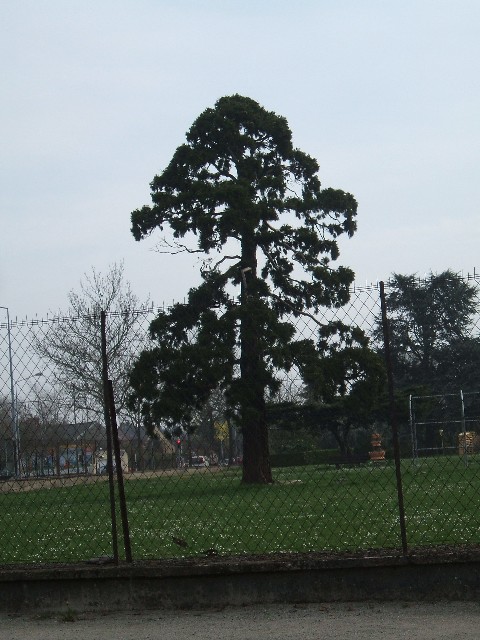 Séquoia géant à Angers