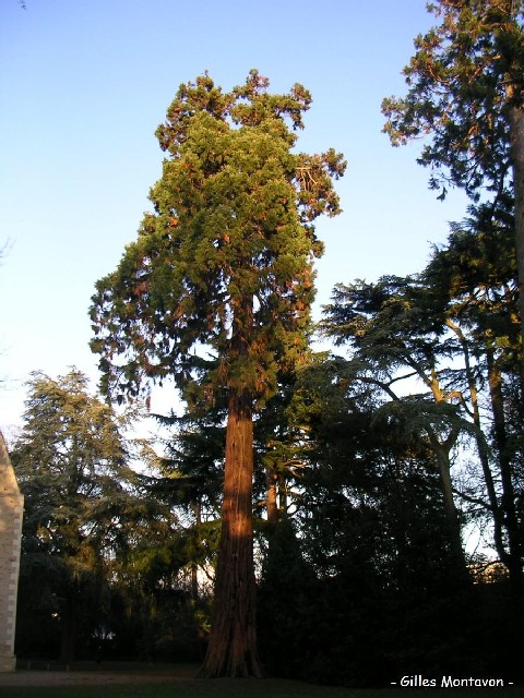 Séquoia géant au parc du Pin