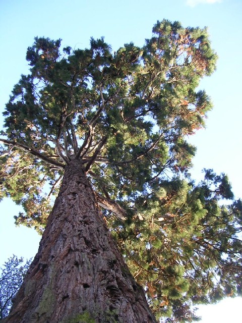 Séquoia géant à Angers parc du pin