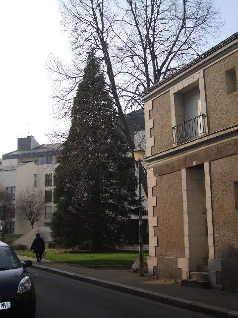 Séquoia géant rue vieille St Nicolas à Angers