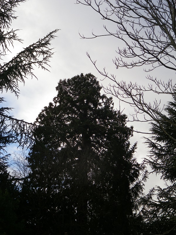 Séquoia géant à Avrillé