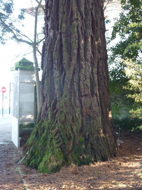 Séquoia géant à Basse Goulaine
