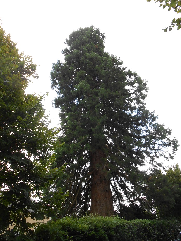 Séquoia géant à Beaumont Pied de Boeuf