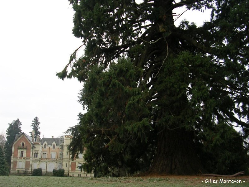 Séquoia géant au Château de la Belle Poule