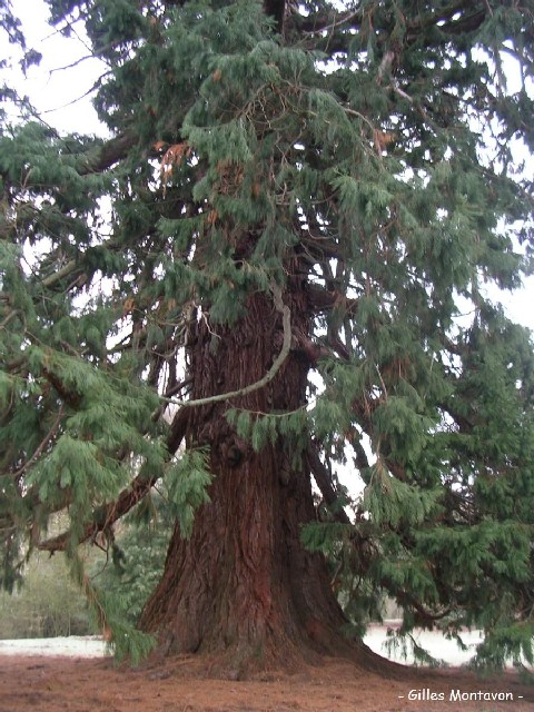 Séquoia géant à Ponts de Cé