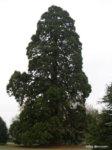 Séquoia géant dans le parc du Château