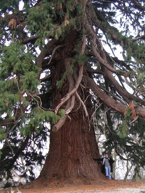 Séquoia géant de 11m70 de circonférence