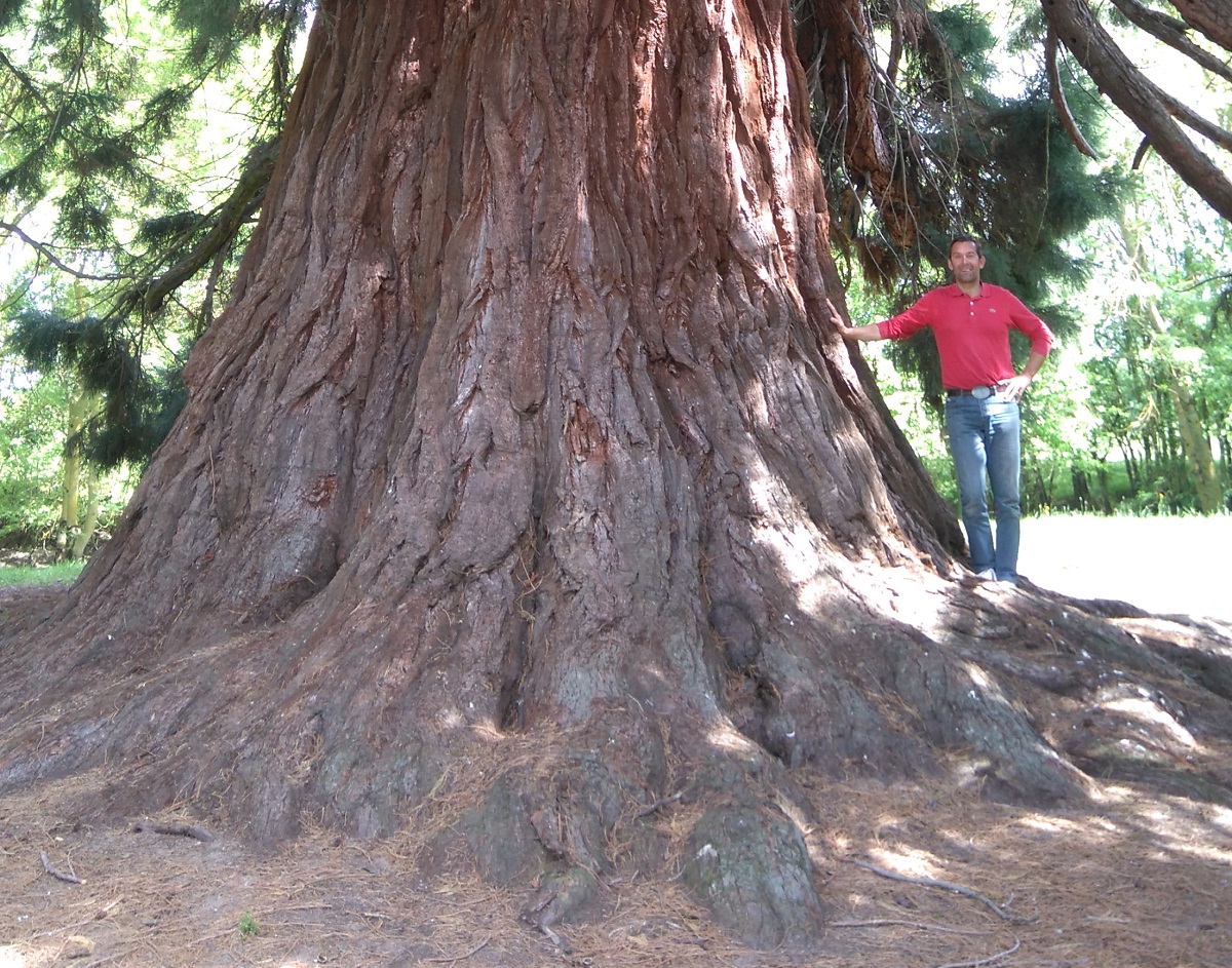 Séquoia géant et cèdre