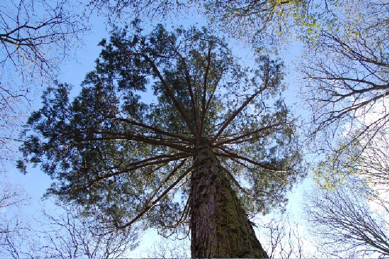 Séquoia géant à Bessé sur Braye