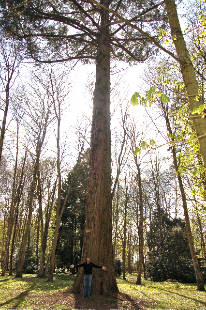 Séquoia géant dans le parc du Château de Courtanvaux à Bessé sur Braye