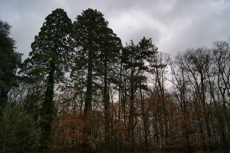 Séquoias géants à Blou