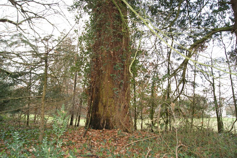 Séquoia géant à Blou au lieu-dit Les Mauny
