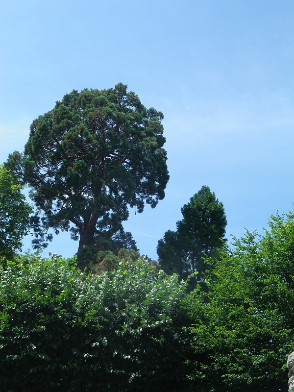 Séquoia géant à Bouchemaine