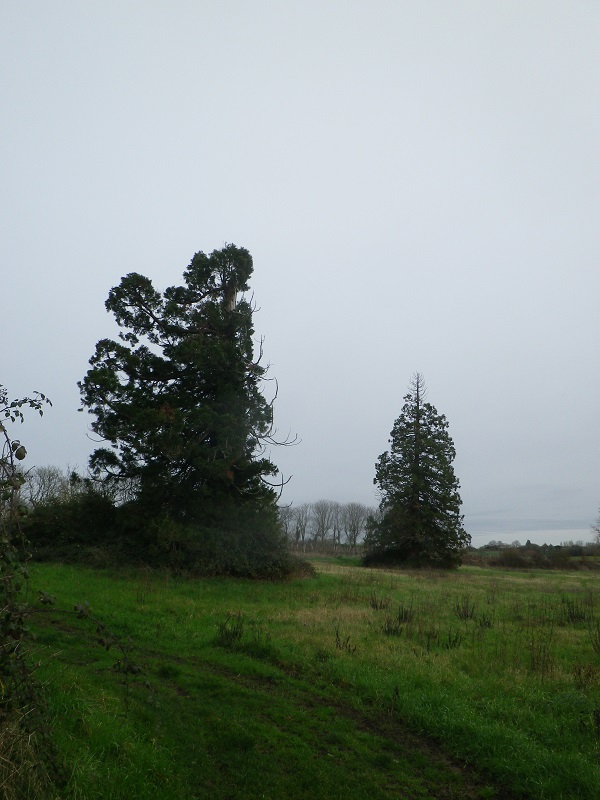 Séquoias géants à Brigné