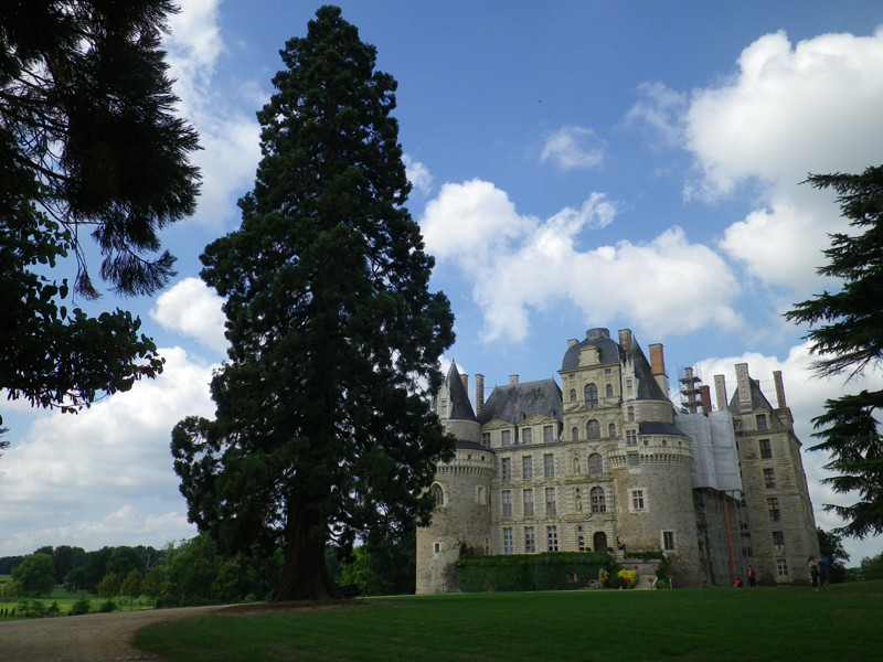 Séquoia géant et Château de Brissac