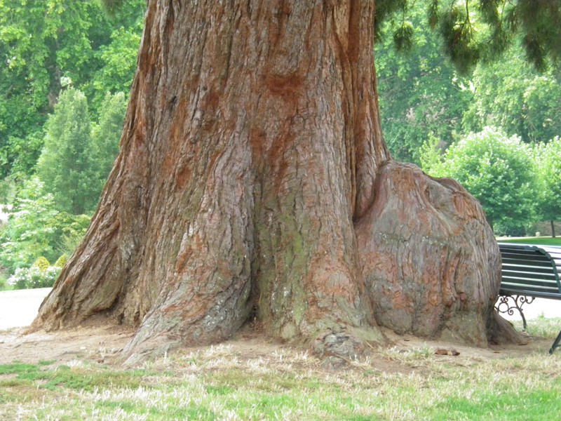 Séquoia géant à bosse