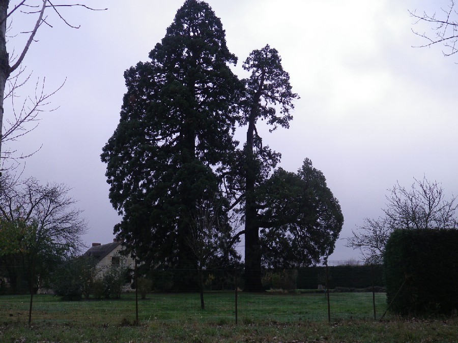 Séquoias géants à Brissac Quincé