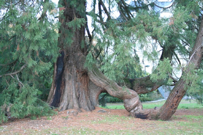 Branches basses du séquoia géant de Carquefou