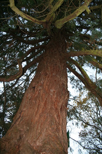 Tronc du séquoia géant de Carquefou