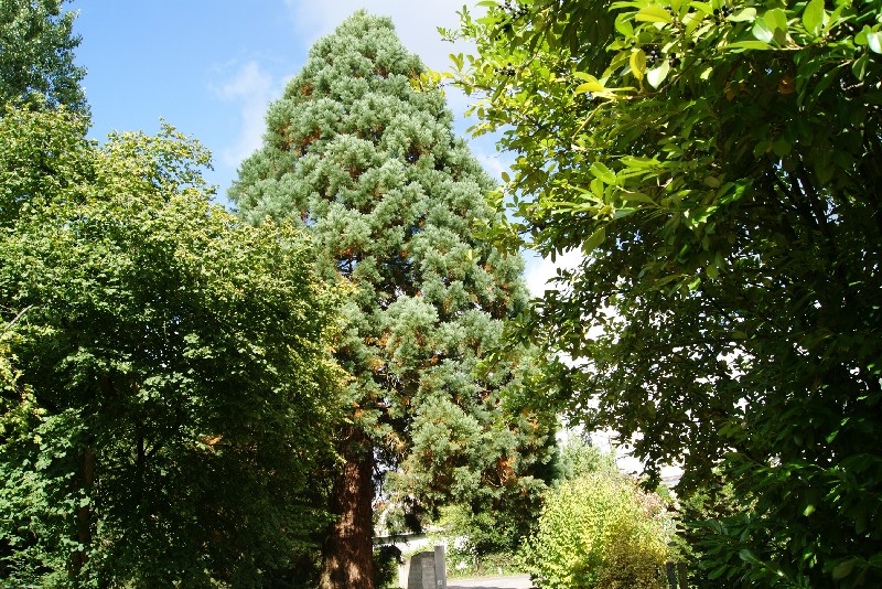 Séquoia géant à Cerans Foulletourte rue de la Suze