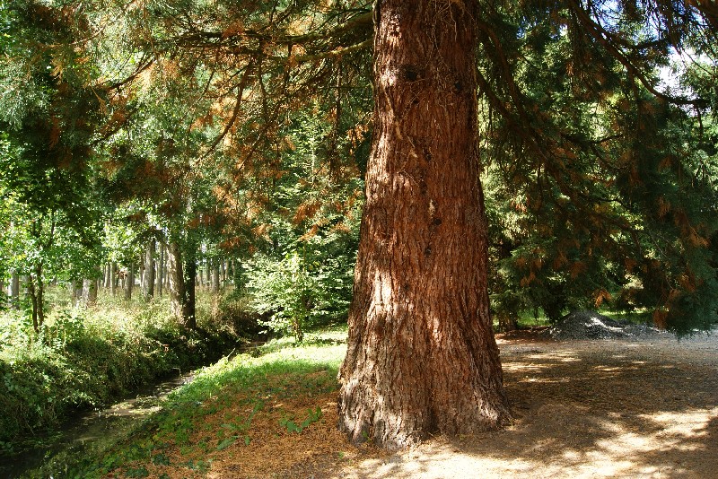 Séquoia géant de 3m95 de circonférence