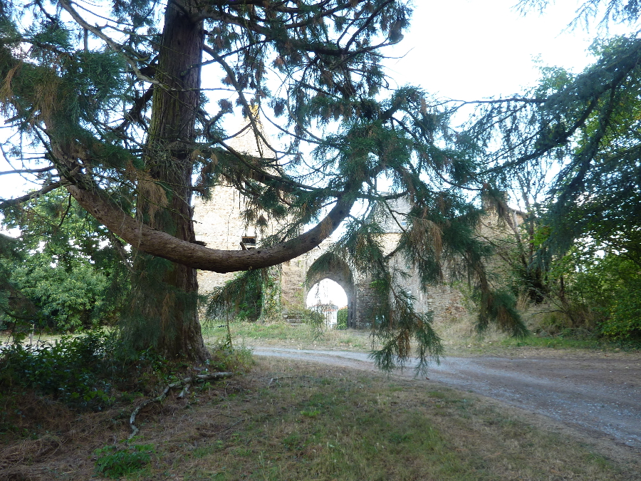 Séquoias géants à Champtoceaux