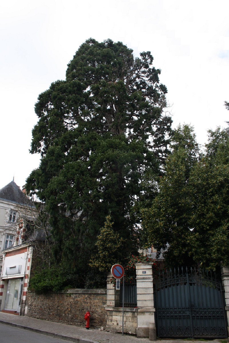 Séquoia géant à Châteaubriant