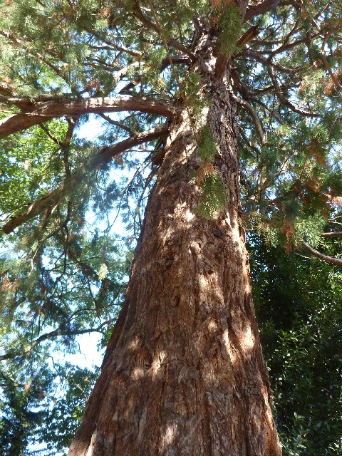 Séquoia géant de 6m de circonférence