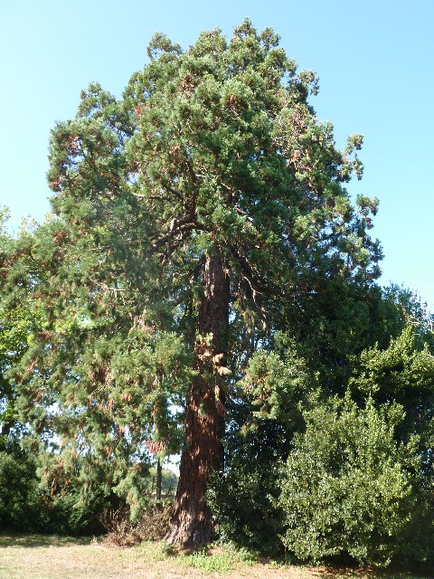 Séquoia géant à Cheffes