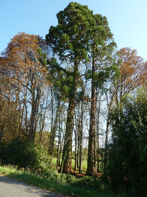 Séquoias géants à Cheffes